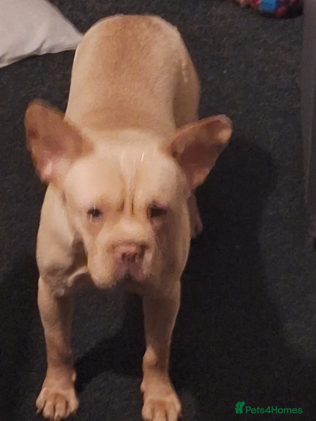 Mixed Breed dogs for sale:  frenchie - Advert 1