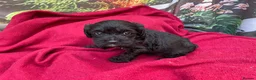 Cockapoo dogs for sale: American cockapoos - yankydoodles - Advert 2