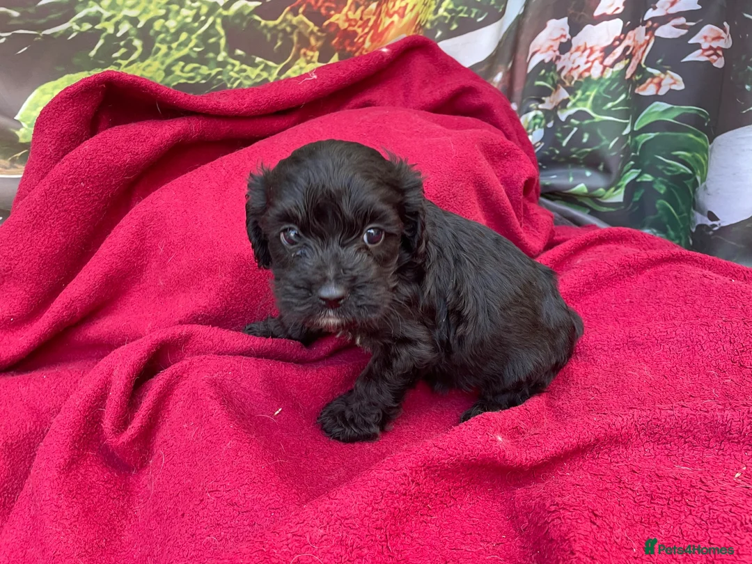 Cockapoo dogs for sale: American cockapoos - yankydoodles - Advert 2