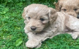 Cockapoo dogs for sale: One female cockapoo left from litter of 6 - Image 1