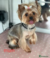 Yorkshire Terrier dogs - Advert 6