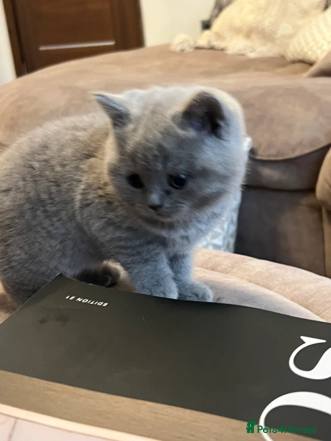 British Shorthair cats for sale: British Shorthair Kittens- ready on 14 Feb - Advert 9