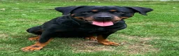 Rottweiler dogs for sale: Beautiful Rottweiler for Rehoming  - Advert 2