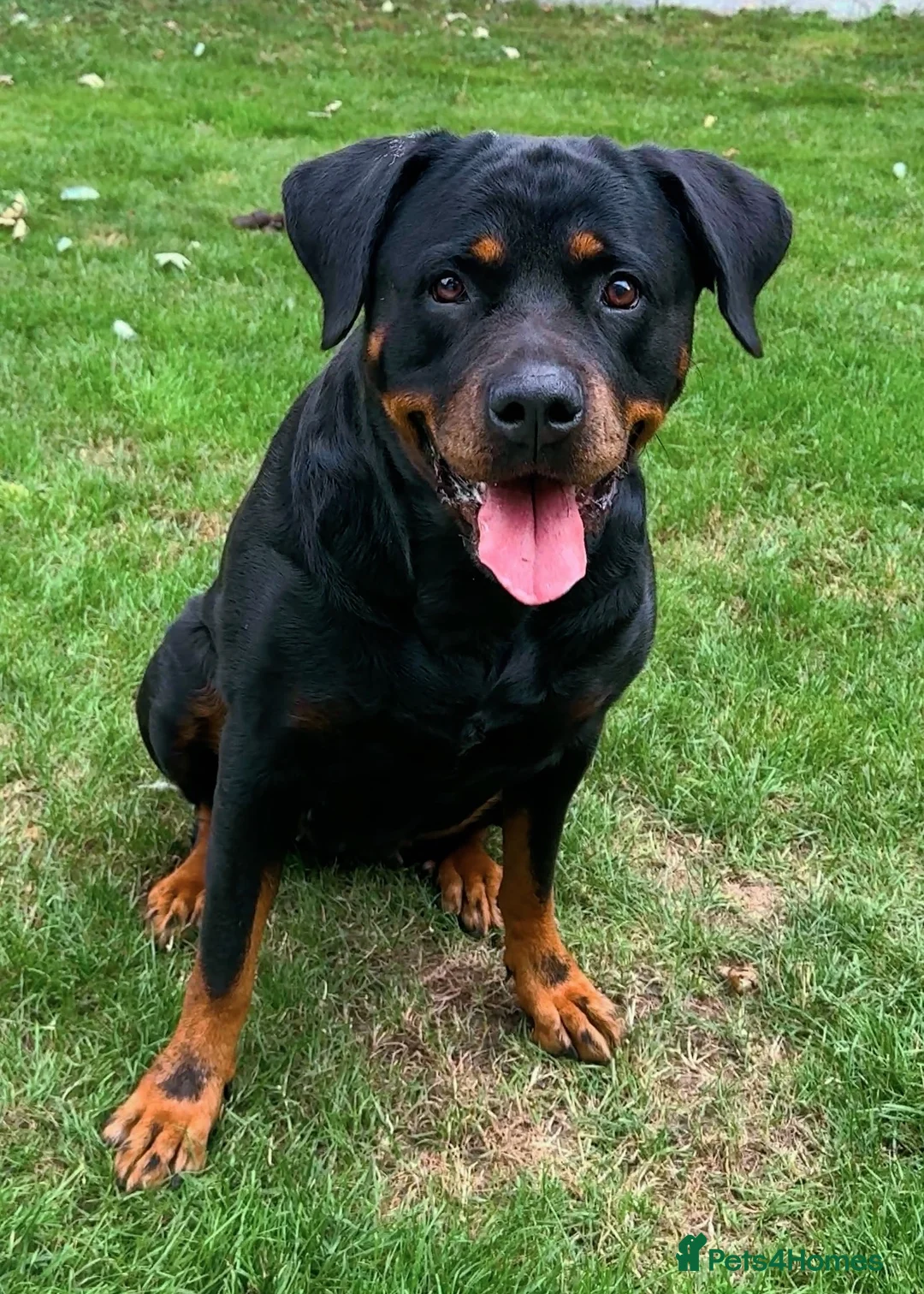 Rottweiler dogs for sale: Beautiful Rottweiler for Rehoming  - Advert 2