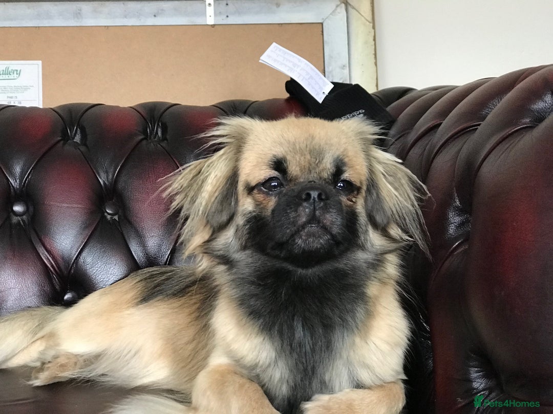 American Cocker Tibetan Terrier Cross Cocker Spaniel Tibetan