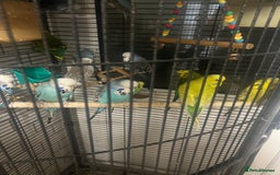 Budgerigars birds for sale: Beautiful Exhibition budgies - Image 2