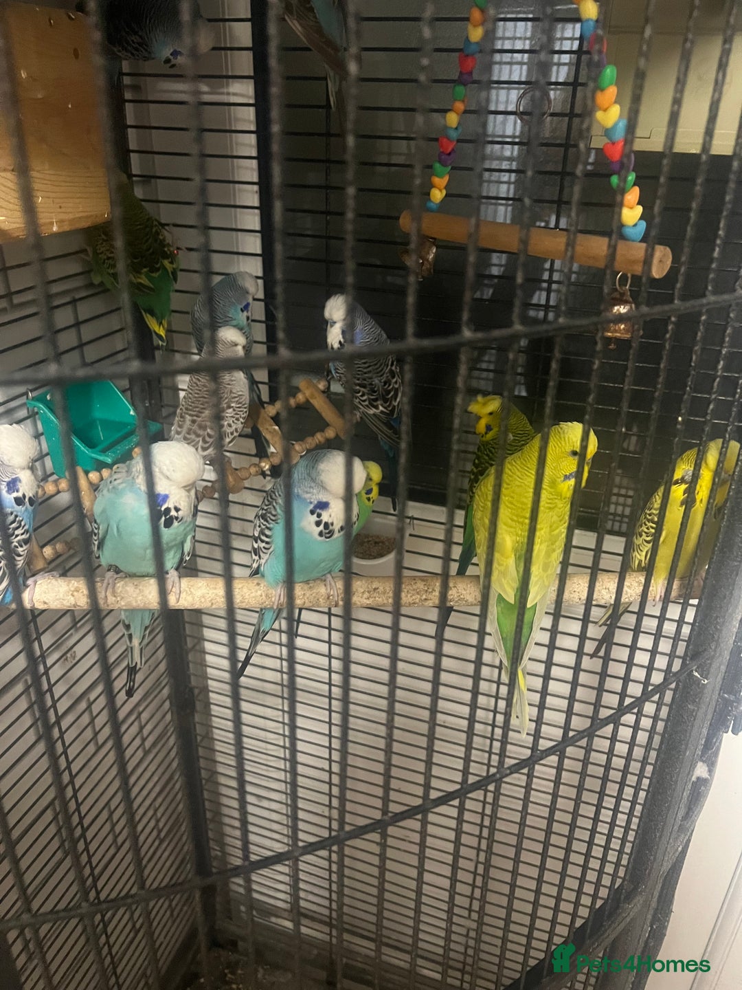 Budgerigars birds for sale: Beautiful Exhibition budgies - Image 2