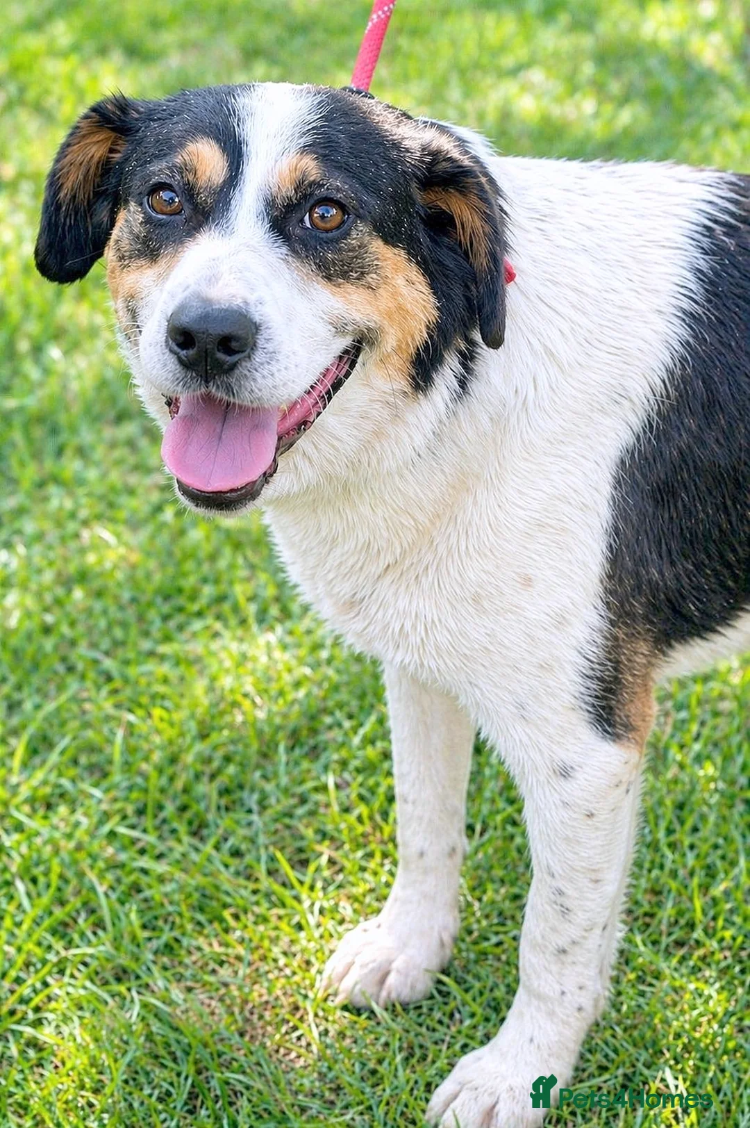 Mixed Breed dogs for adoption: ✨ Flo – a smile that steals your heart ✨ - Advert 2