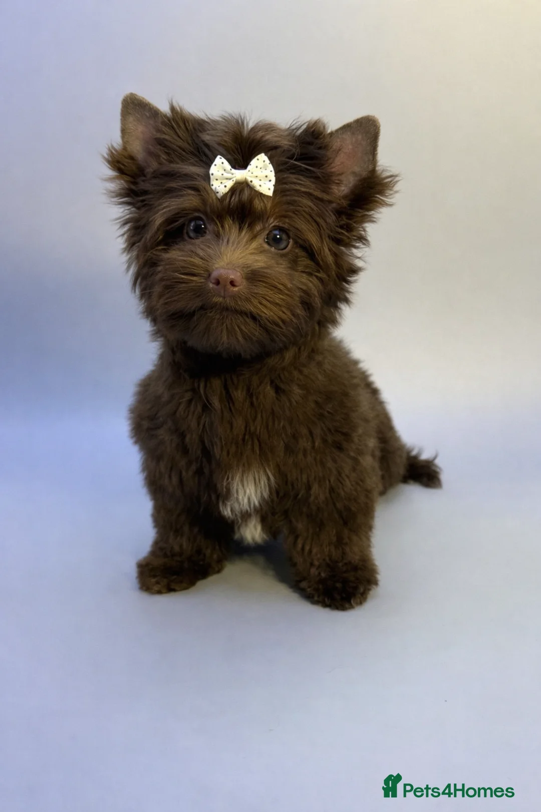 Yorkshire Terrier dogs for sale: Dropped prices!! Fantastic Tiny Boys🐾 Pedigree 🐾 - Advert 4