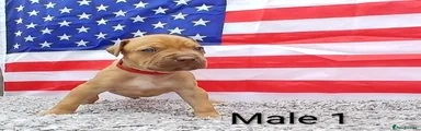American Bull Staffy 1