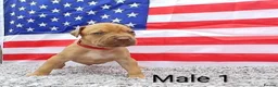 American Bull Staffy dogs for sale: American bull - Advert 39