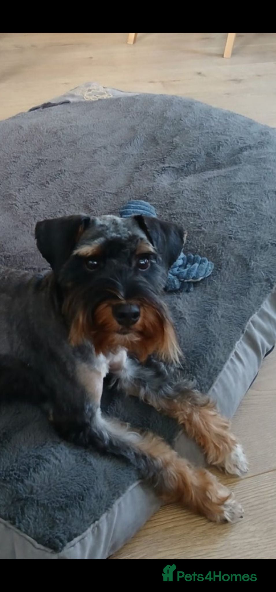 Schnoodle dogs 🐶 F2 Schnoodles looking for their loving Homes 🐶 - Advert 2