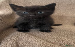 Norwegian Forest Cat cats for sale: 3 beautiful kittens  - Image 3
