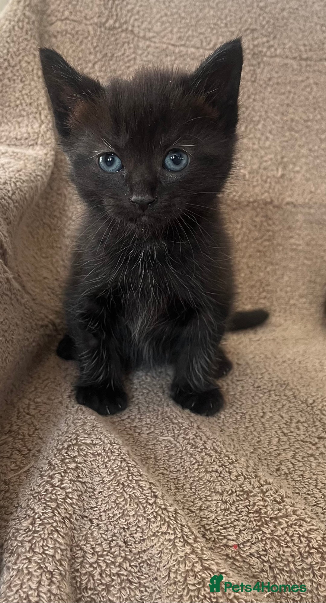 Norwegian Forest Cat cats for sale: 3 beautiful kittens  - Image 3