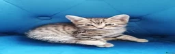 Mixed Breed cats for sale: 🐾 Gorgeous Tabby & Black Kittens – Ready Now! 🐾 - Advert 8