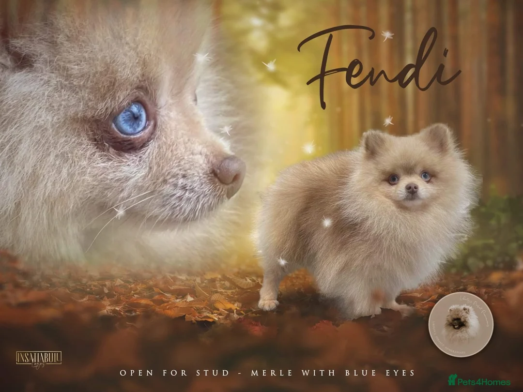 Pomeranian dogs for stud: Blue Eyed Merle Boy Orange Marble kc in Pontefract - Advert 2