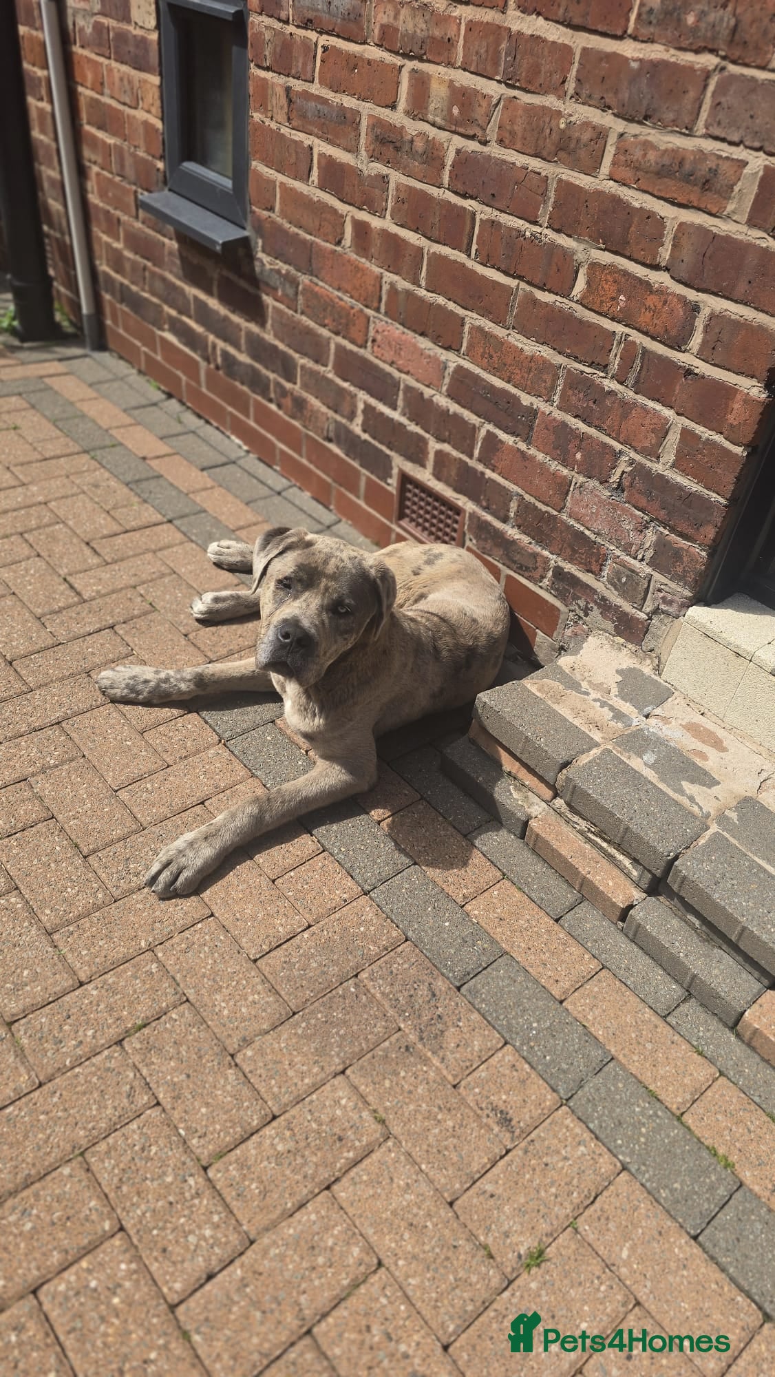 Cane Corso dogs for sale: Beautiful cane corso Male - Advert 2