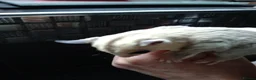 Sugar Glider rodents for sale: Stunning white mosaic male  - Advert 7