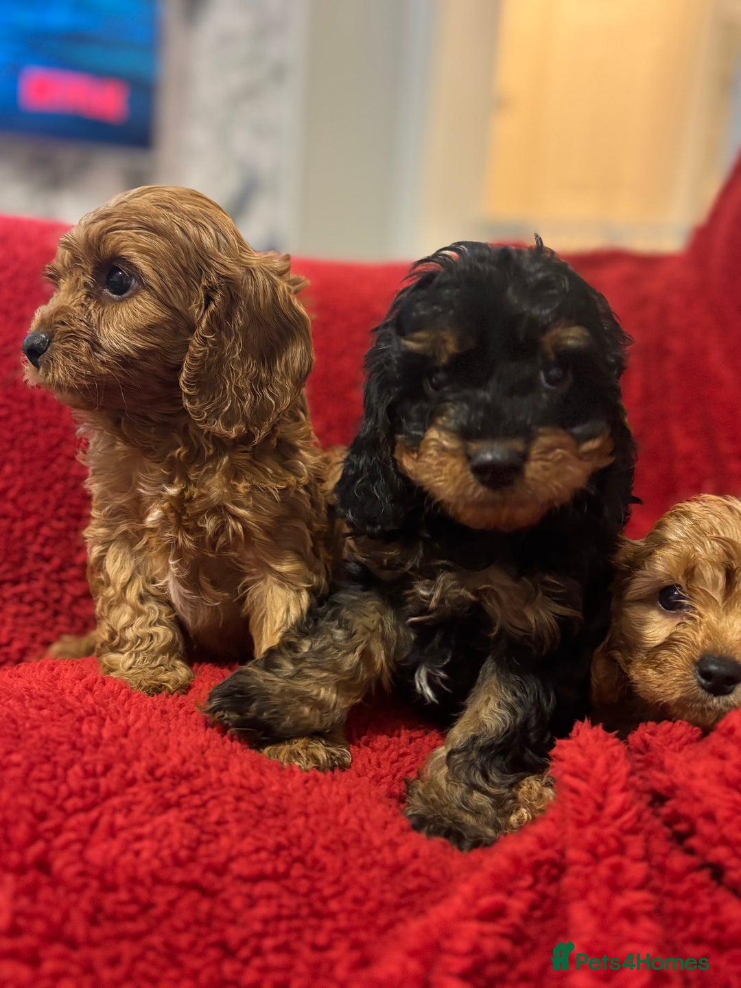 Cavapoo dogs for sale: Cavapoo - Image 3