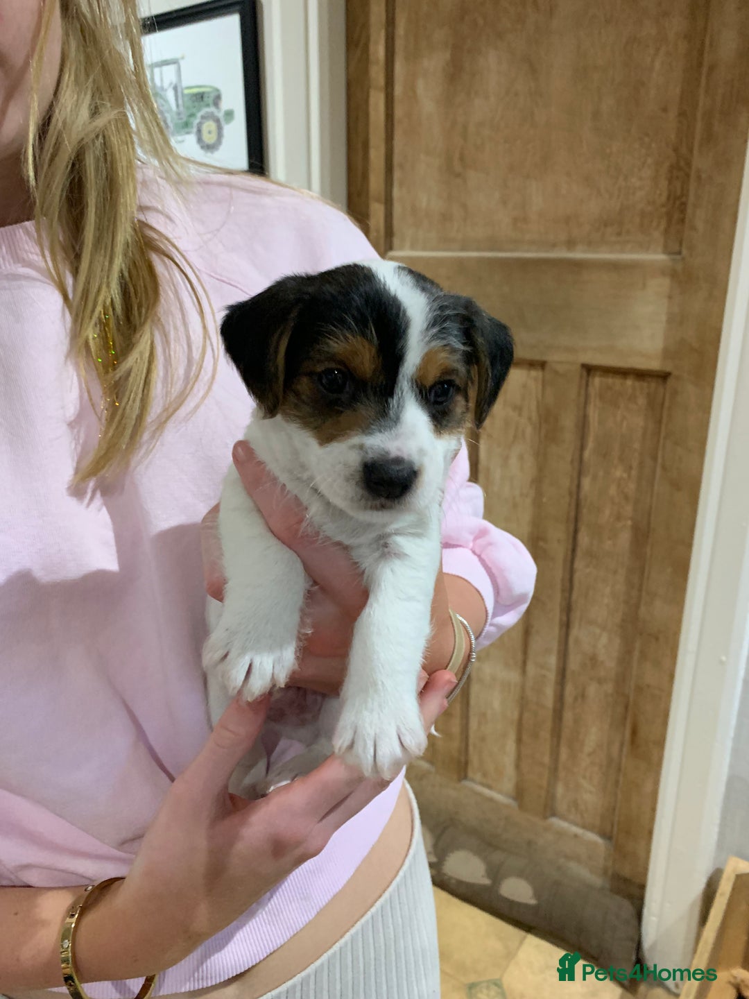 Mixed Breed dogs for sale: Jack Russell cross - Advert 3