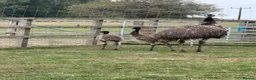 Mixed Breed birds for sale: Emu babies, ready for their forever home - Advert 2
