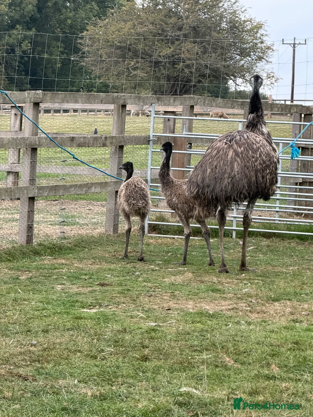 Mixed Breed birds for sale: Emu babies, ready for their forever home - Advert 2