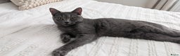 Russian Blue cats for sale: Mya Russian blue x British blue  - Advert 3