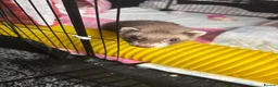 Ferret rodents for sale: Jill ferret for sale  - Advert 2
