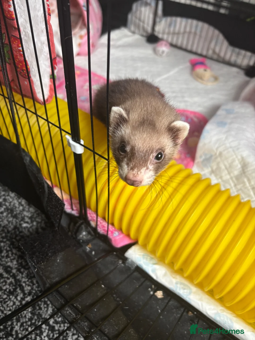 Ferret rodents for sale: Jill ferret for sale  - Advert 2