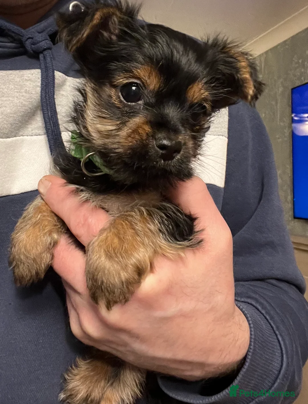 Yorkshire Terrier dogs for sale: READY NOW !! MINI YORKSHIRE TERRIERS FOR SALE - Advert 15