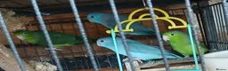 Mixed Breed birds for sale: Parrotlets Celestial  Parrotlets  - Advert 6