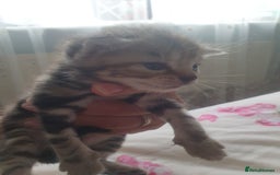 Mixed Breed cats for sale: Miss sijanda  - Image 15