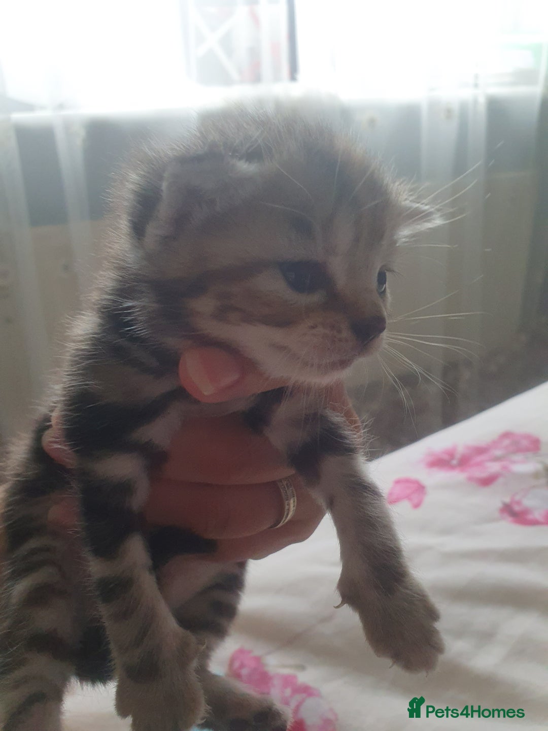 Mixed Breed cats for sale: Miss sijanda  - Image 15