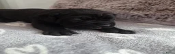 Cane Corso dogs for sale: Pure Bred Cane Corso Pups - Advert 3