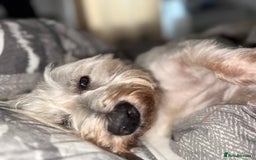 West Highland Terrier dogs for sale: West Highland Terrier Puppies for Loving Homes - Image 2