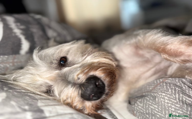 West Highland Terrier dogs for sale - Advert 1