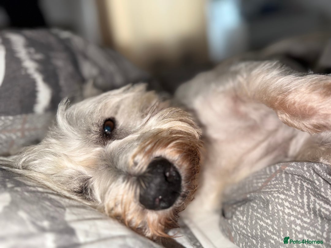 West Highland Terrier dogs for sale: West Highland Terrier Puppies for Loving Homes - Image 2