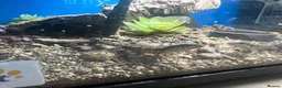 Lizard reptiles for sale: 5 healthy baby dwarf sungazer lizards in Crewe - Advert 3