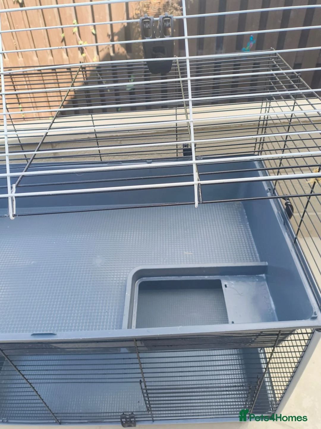Guinea Pig rodents for sale: Guinea pigs for rehoming  - Advert 7