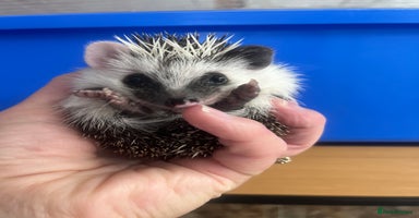 Pygmy Hedgehog rodents - Advert 5