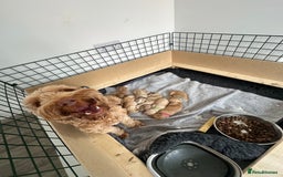 Cockapoo dogs for sale: Cockapoo Puppies - 2 male - 4 female - Image 19