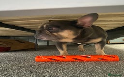 French Bulldog dogs for sale: Hugo French bulldog  free to a good home  - Image 1