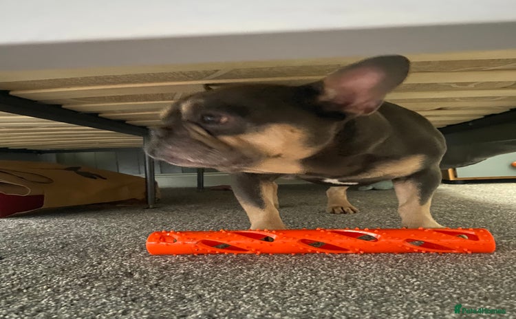 French Bulldog dogs - Advert 16