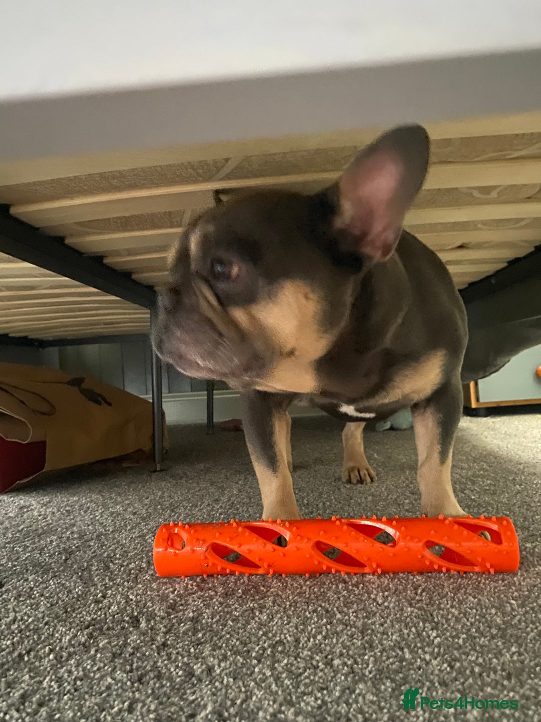 French Bulldog dogs for sale: Hugo French bulldog  free to a good home  - Image 1