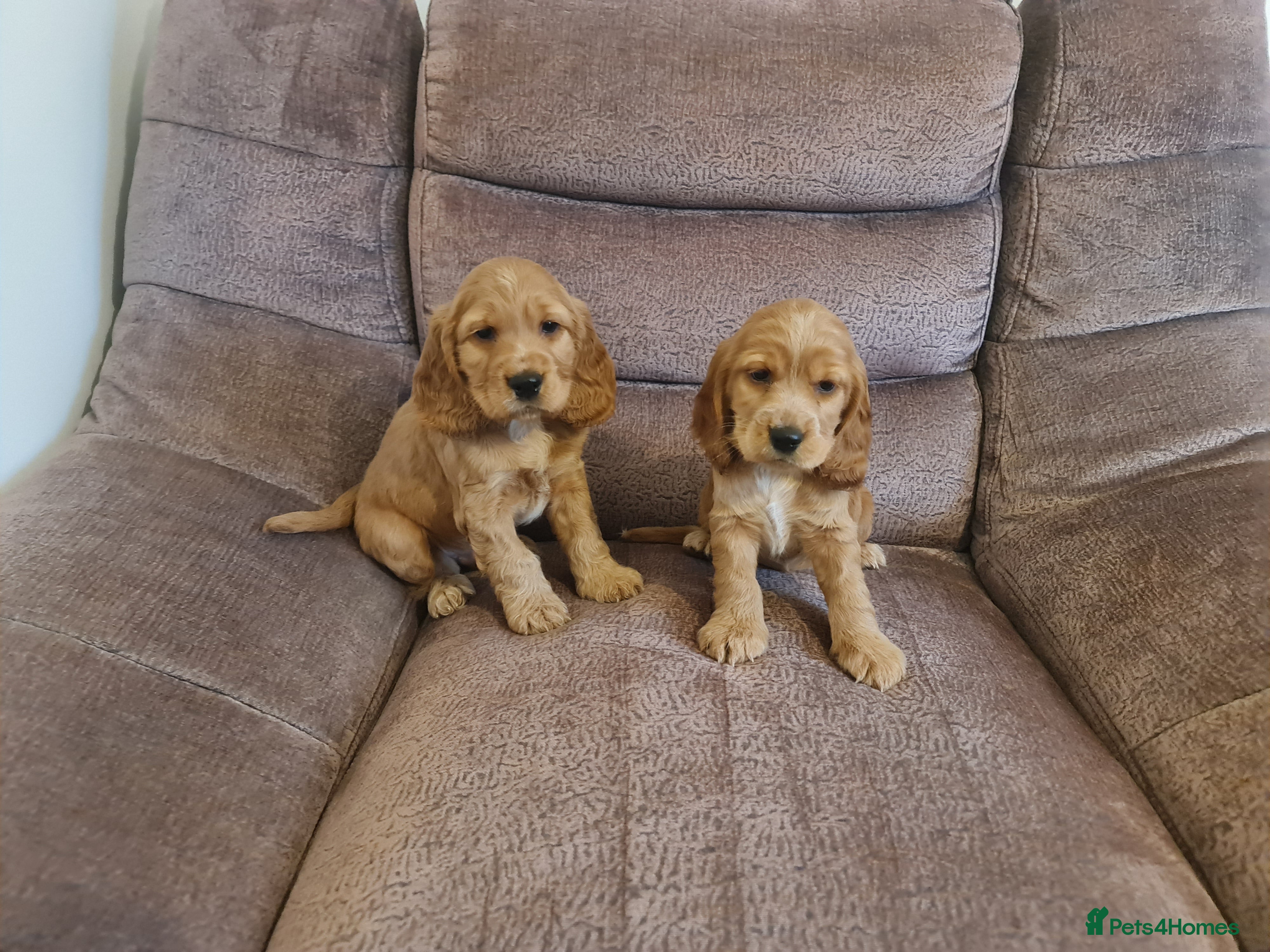 Cocker Spaniel dogs Golden Cocker Spaniel puppies - Advert 14