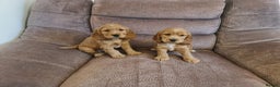 Cocker Spaniel dogs for sale: Golden Cocker Spaniel puppies (boy available) - Advert 6