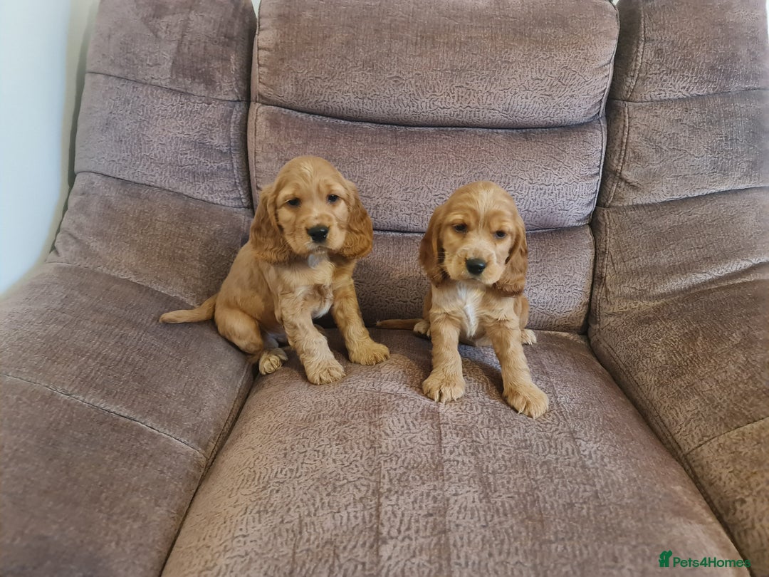Cocker Spaniel dogs for sale: Golden Cocker Spaniel puppies (boy available) - Advert 6
