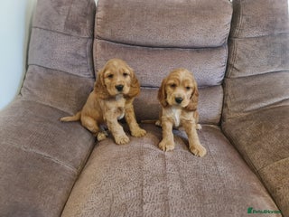 Cocker Spaniel dogs Golden Cocker Spaniel puppies - Advert 1