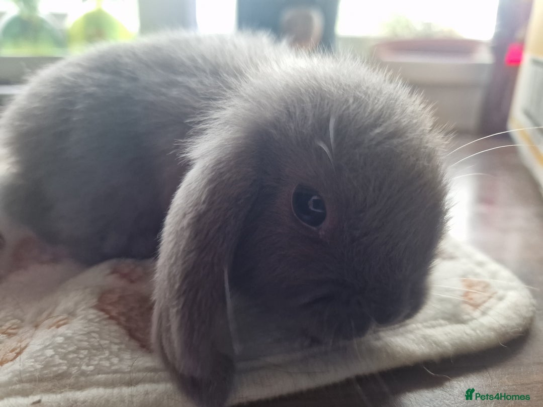 Mini Lop rabbits for sale: 4 Mini lop rabbits available  - Image 7