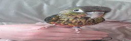 Conures birds for sale: 12 week old Green cheeck conure for sale in Manchester - Advert 3
